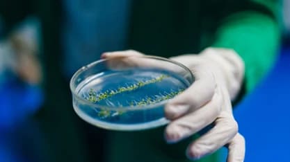 Person holding microbial culture