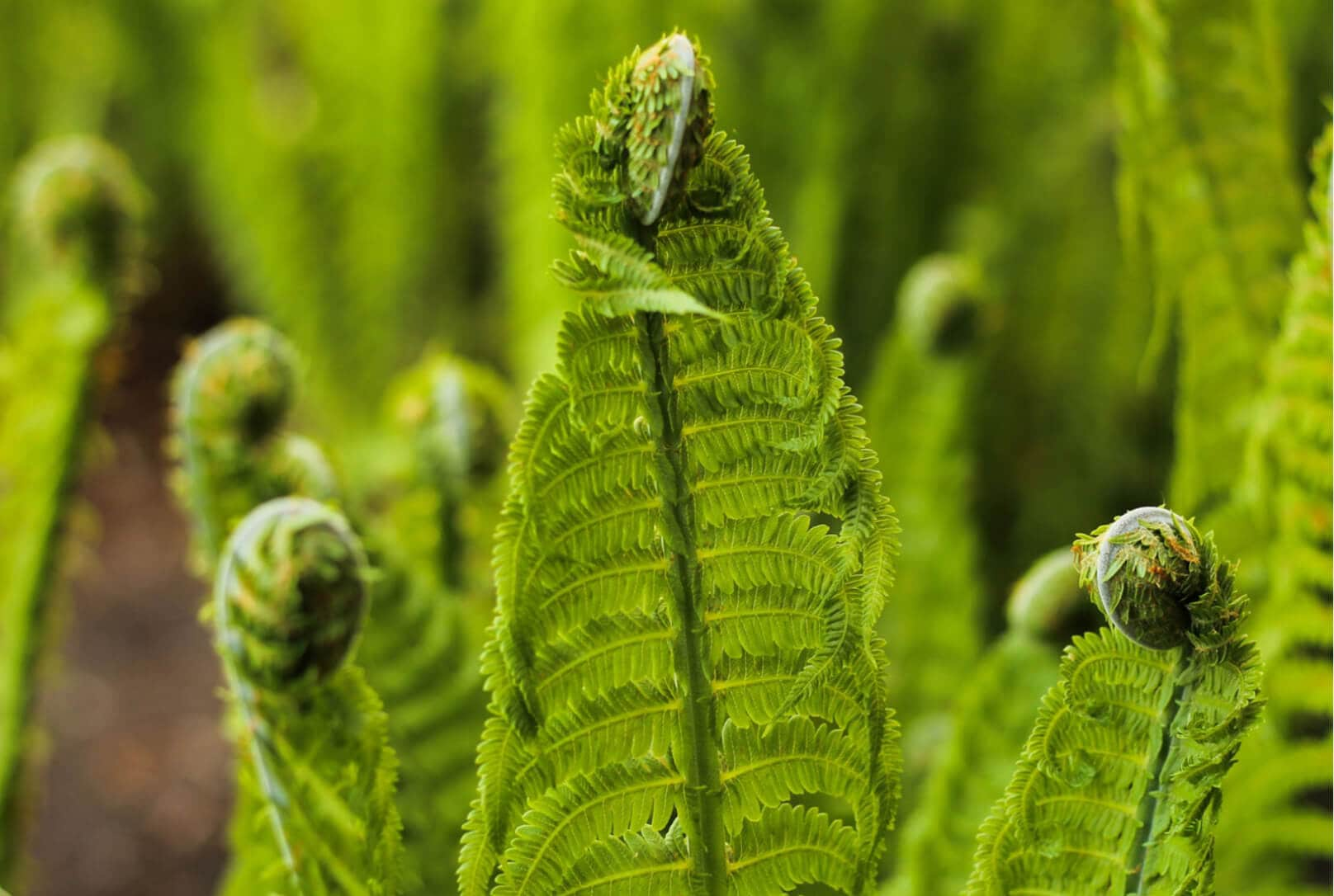 Fern fronds