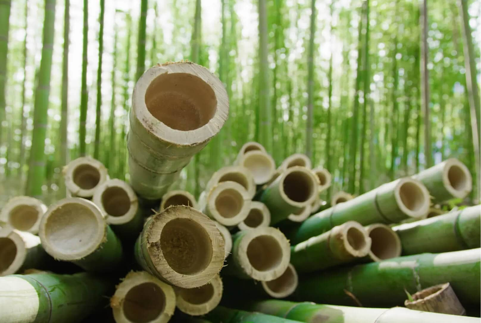 Découper le bambou dans une forêt de bambous